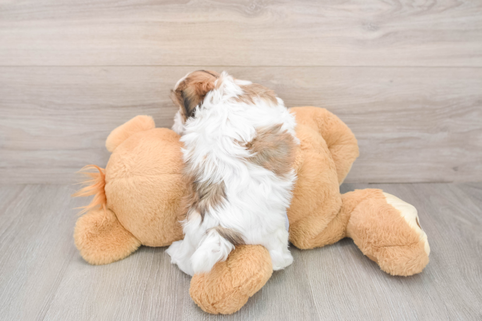 Teddy Bear Pup Being Cute