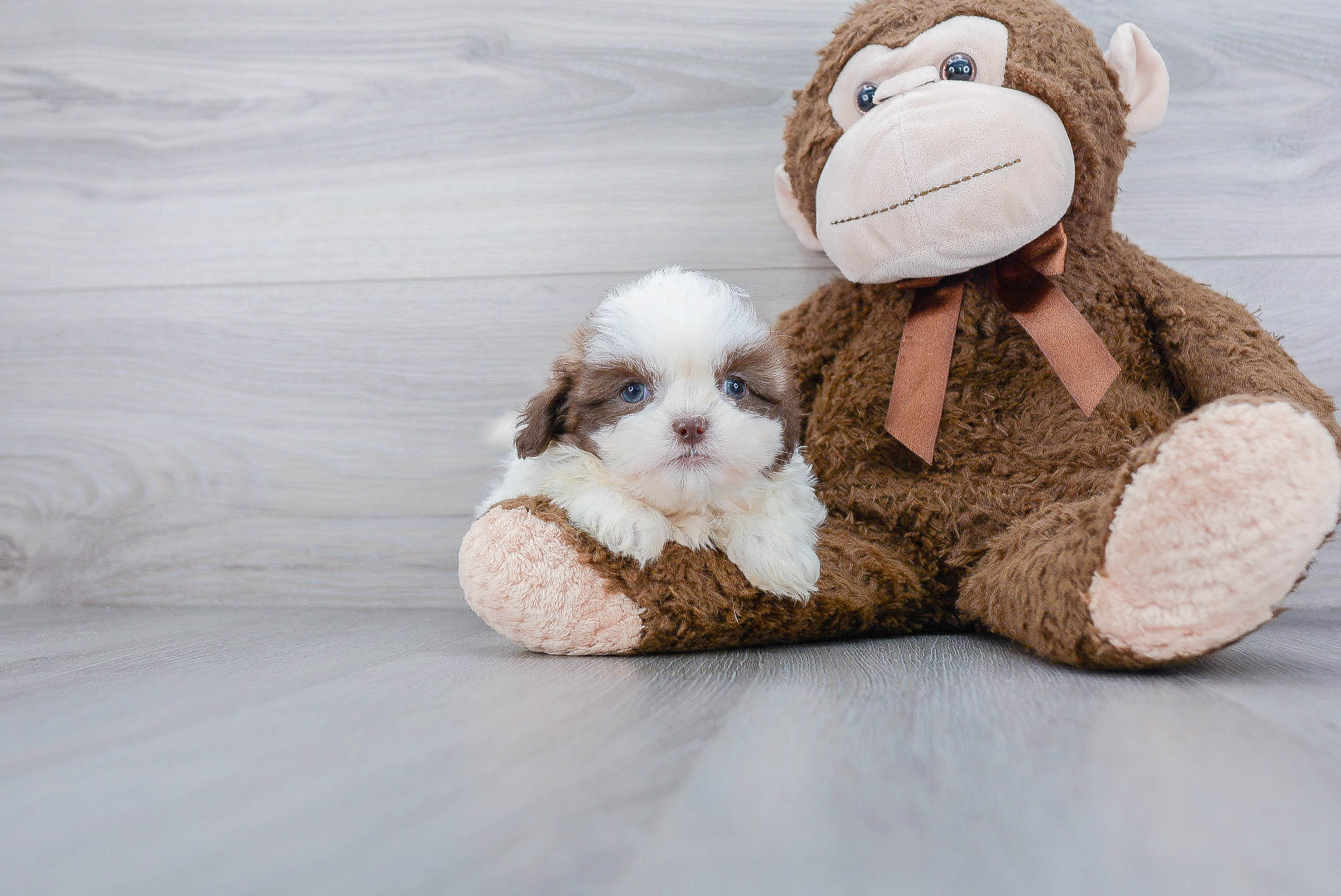 Teddy Bear Puppy for Adoption