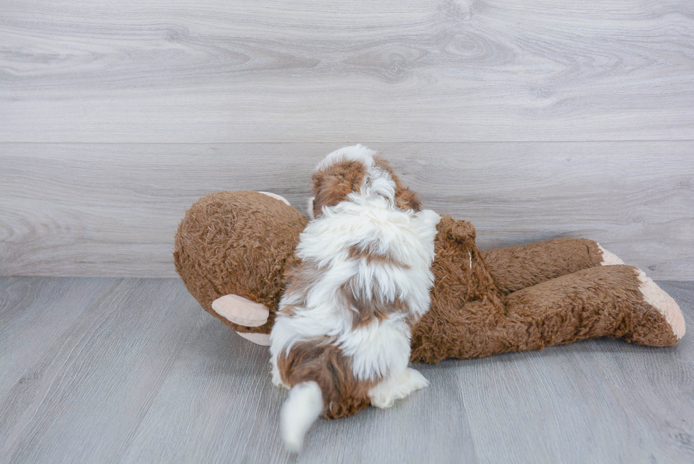 Smart Teddy Bear Designer Pup