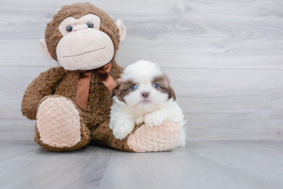 Little Shichon Designer Puppy