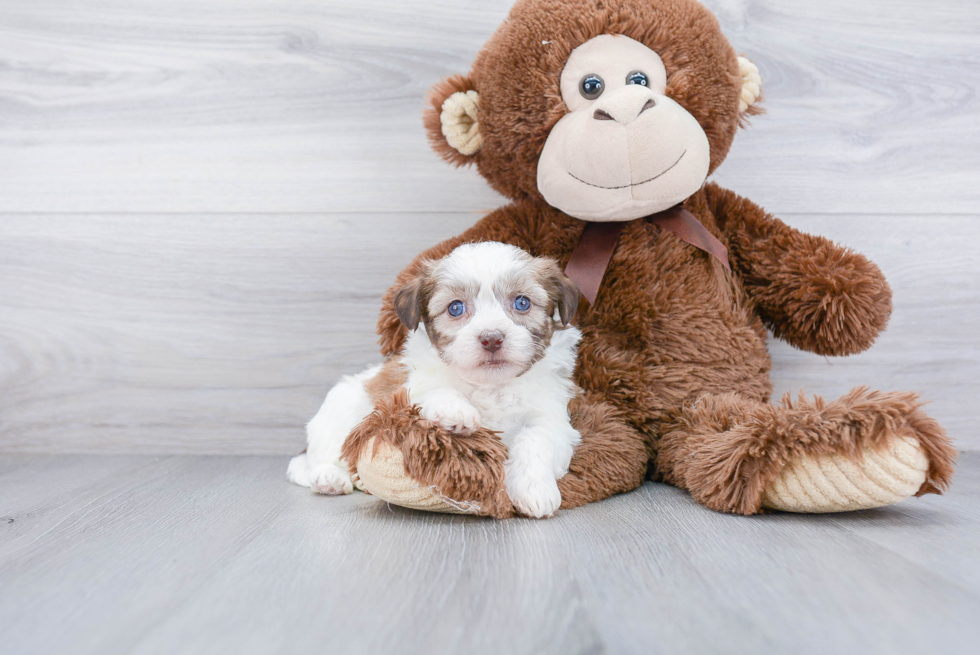 Teddy Bear Pup Being Cute