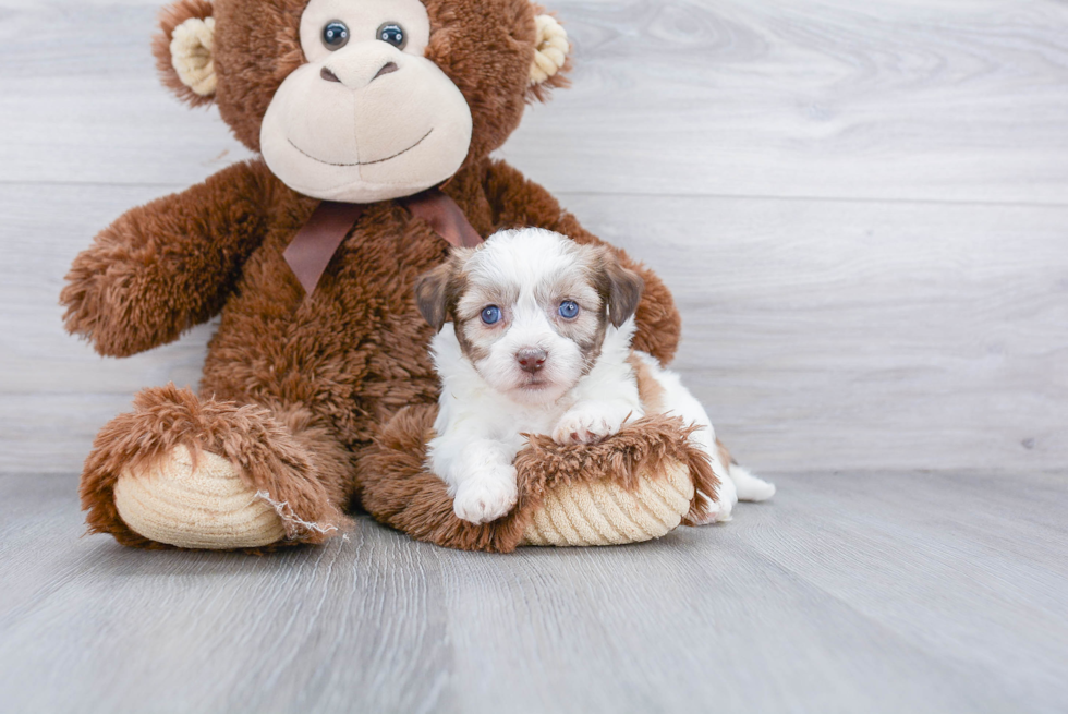 Happy Teddy Bear Baby