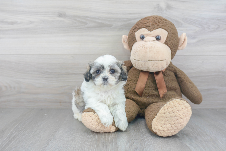 Best Teddy Bear Baby