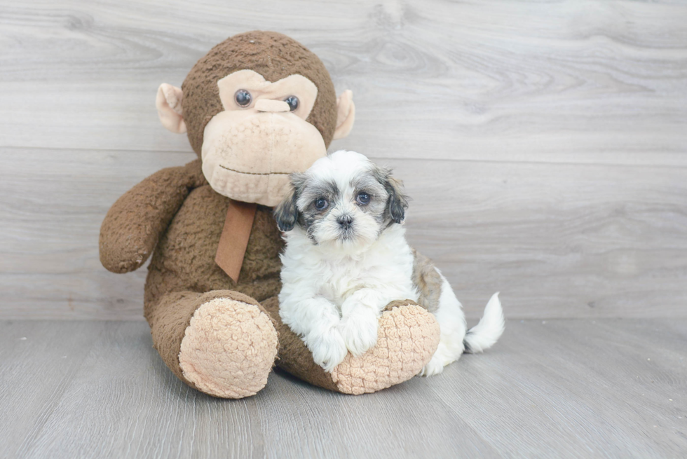 Teddy Bear Puppy for Adoption