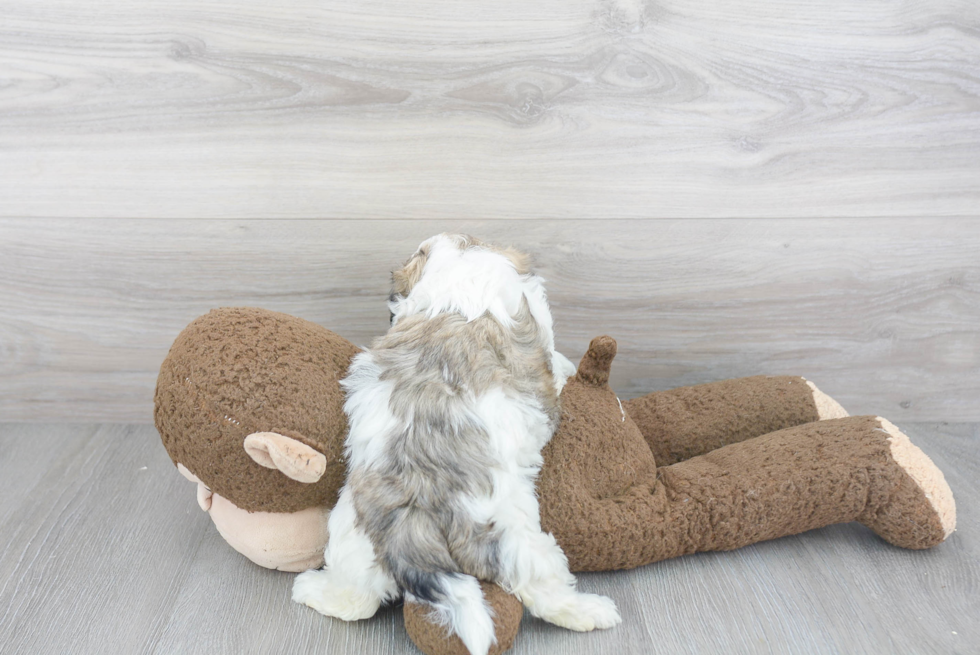 Energetic Shit Designer Puppy