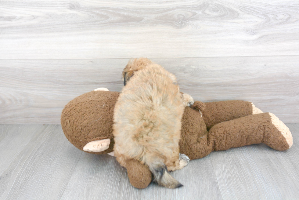 Playful Shichon Designer Puppy