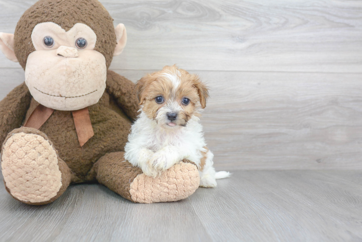 Fluffy Teddy Bear Designer Pup