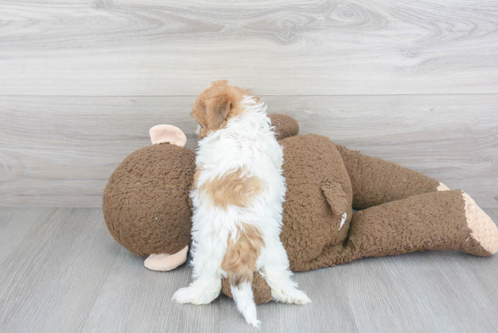 Teddy Bear Pup Being Cute