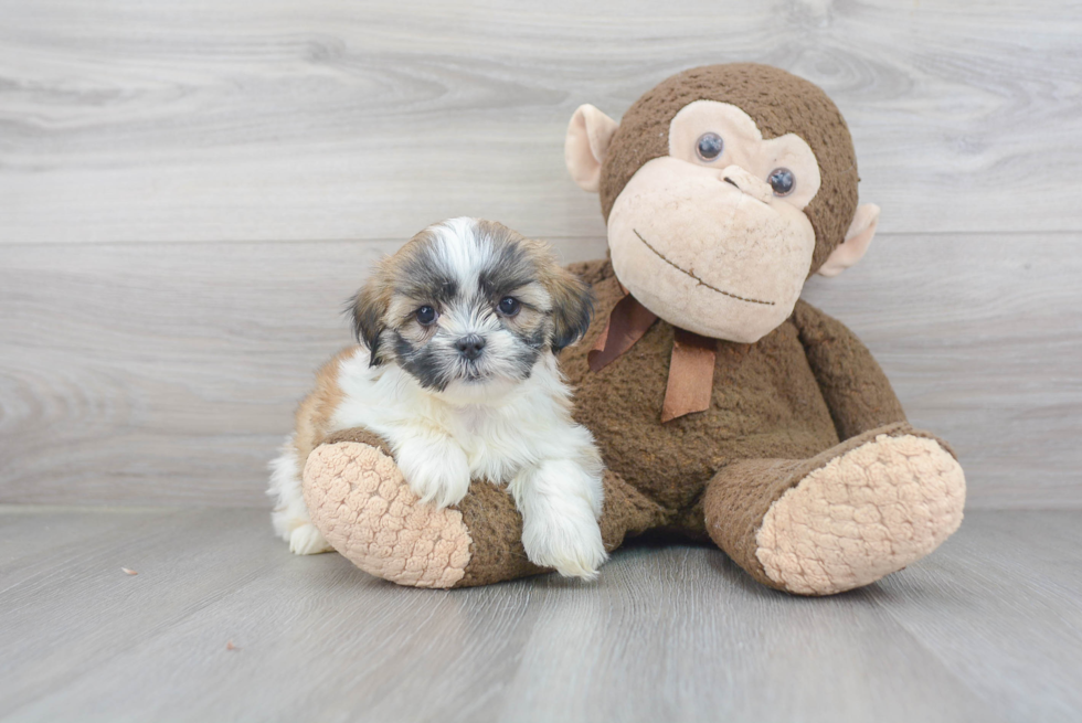 Fluffy Teddy Bear Designer Pup