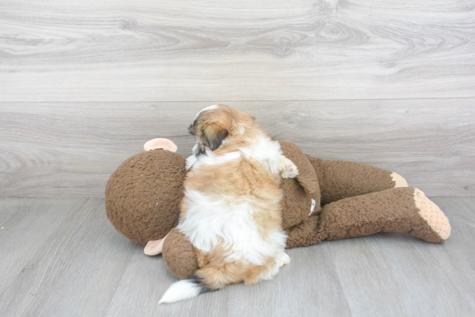 Funny Teddy Bear Designer Pup