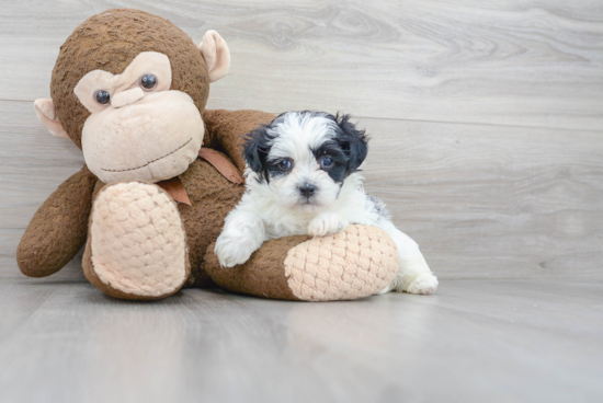 Teddy Bear Pup Being Cute