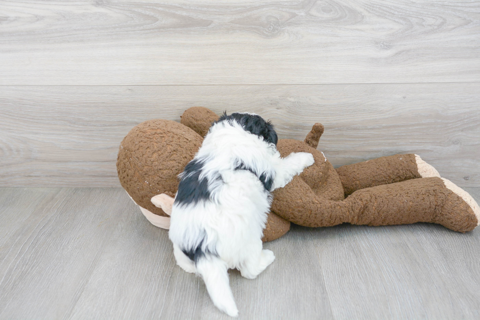 Teddy Bear Pup Being Cute