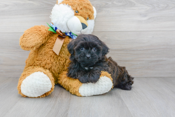 Popular Teddy Bear Designer Pup