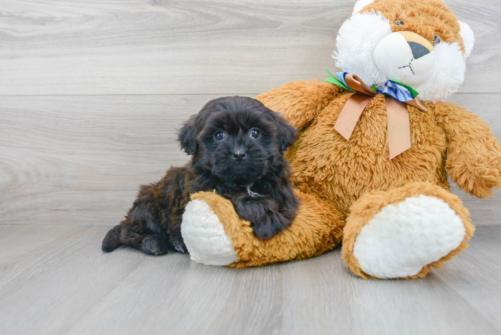 Popular Teddy Bear Designer Pup