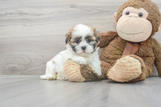 Friendly Teddy Bear Baby