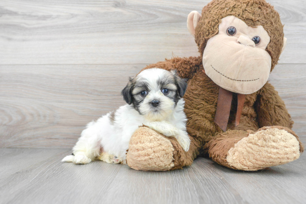 Popular Teddy Bear Designer Pup