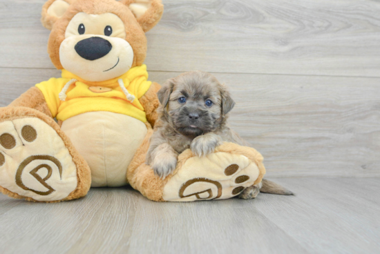 Teddy Bear Puppy for Adoption