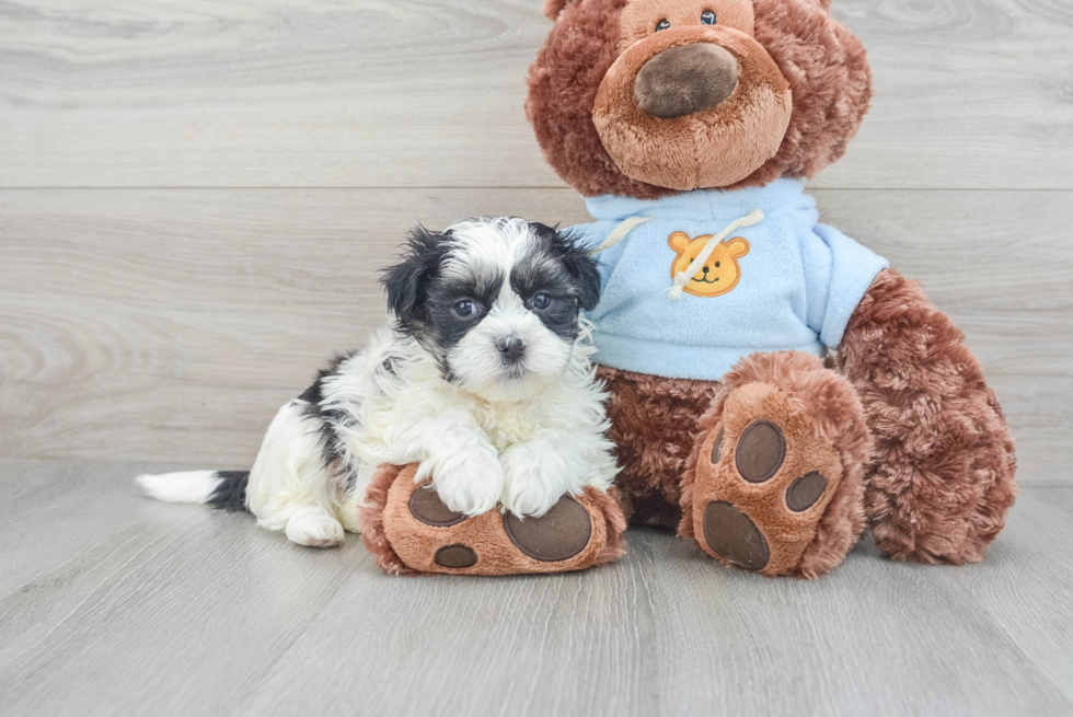 Playful Shit Designer Puppy