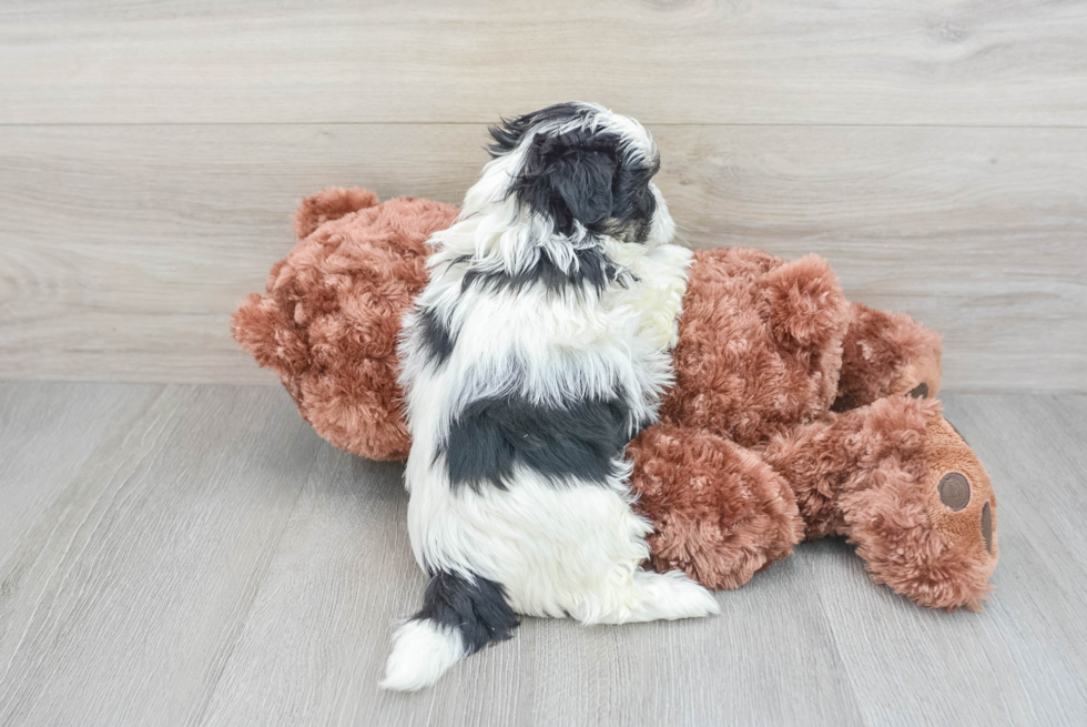 Playful Shi Chon Designer Puppy