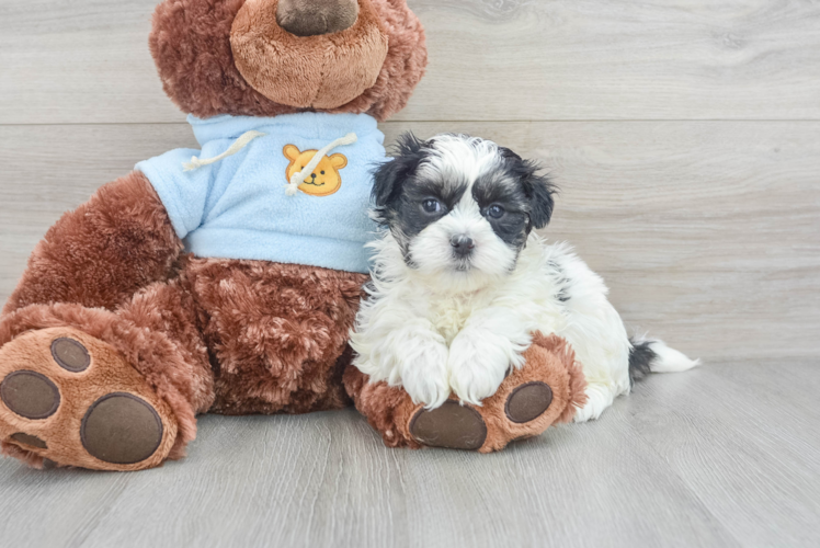 Smart Teddy Bear Designer Pup