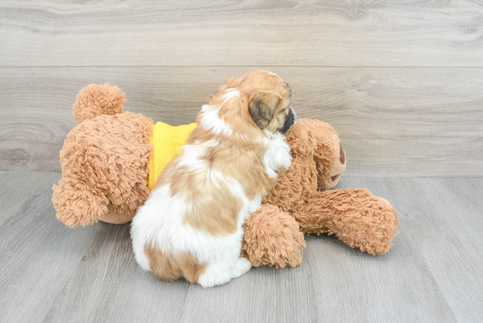 Teddy Bear Pup Being Cute