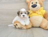 7 week old Teddy Bear Puppy For Sale - Premier Pups