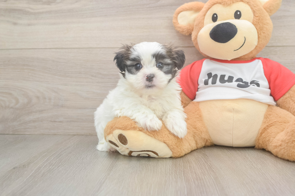 6 week old Teddy Bear Puppy For Sale - Premier Pups