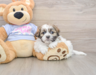 6 week old Teddy Bear Puppy For Sale - Premier Pups