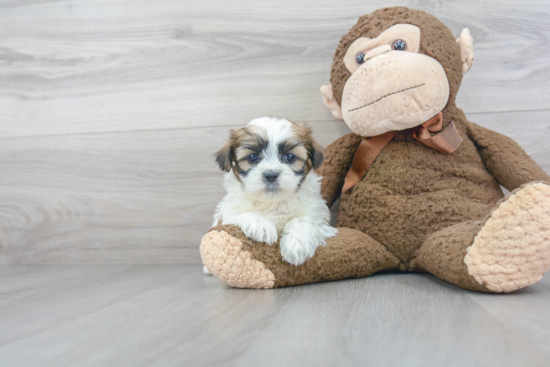 Teddy Bear Pup Being Cute