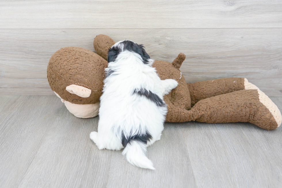 Teddy Bear Pup Being Cute