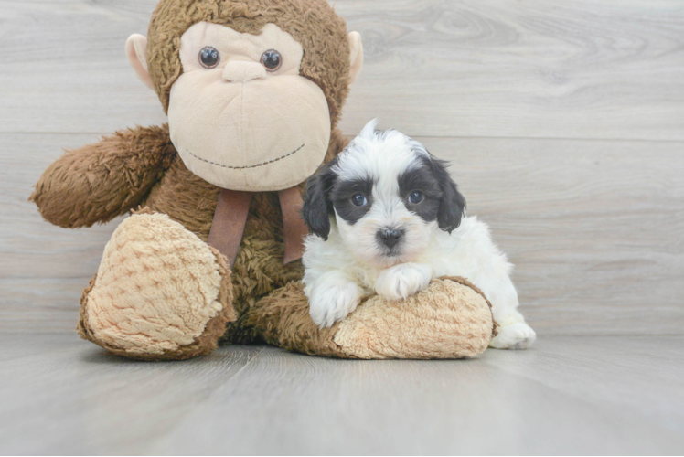 Teddy Bear Pup Being Cute