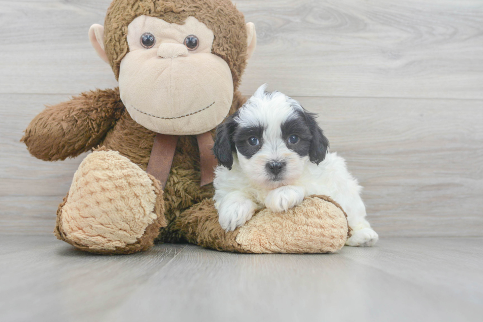 Teddy Bear Pup Being Cute