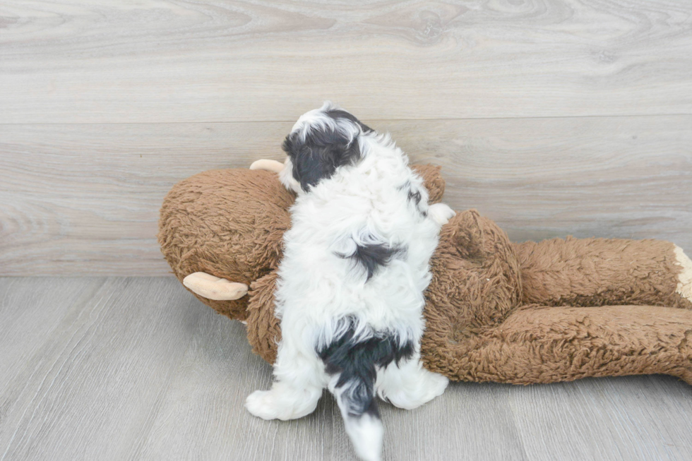 Teddy Bear Pup Being Cute