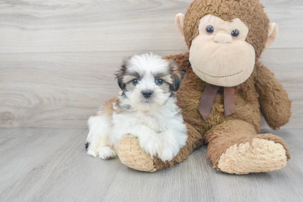 Popular Teddy Bear Designer Pup