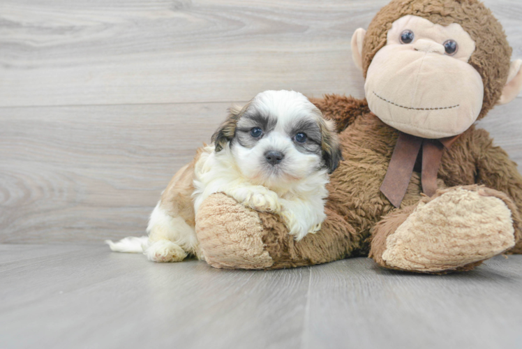 Teddy Bear Pup Being Cute