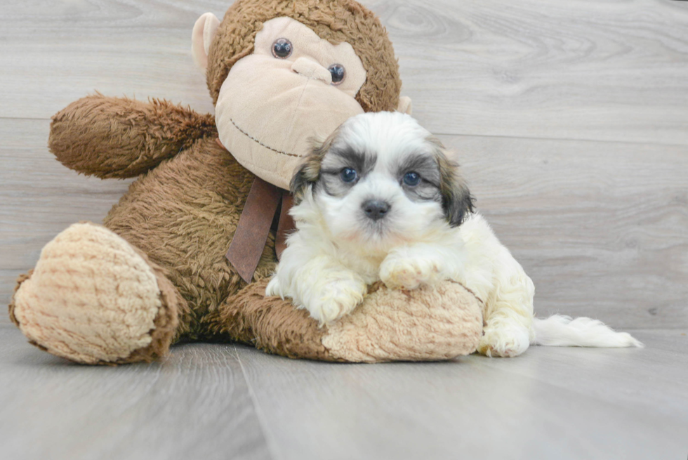 Teddy Bear Pup Being Cute