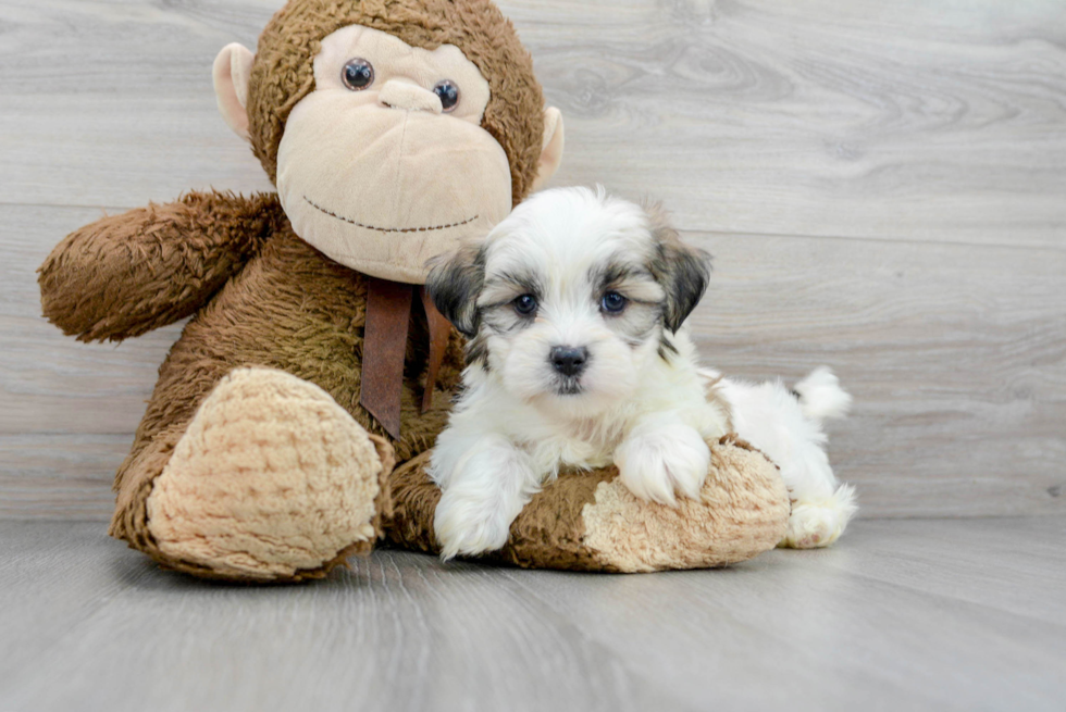 Teddy Bear Pup Being Cute