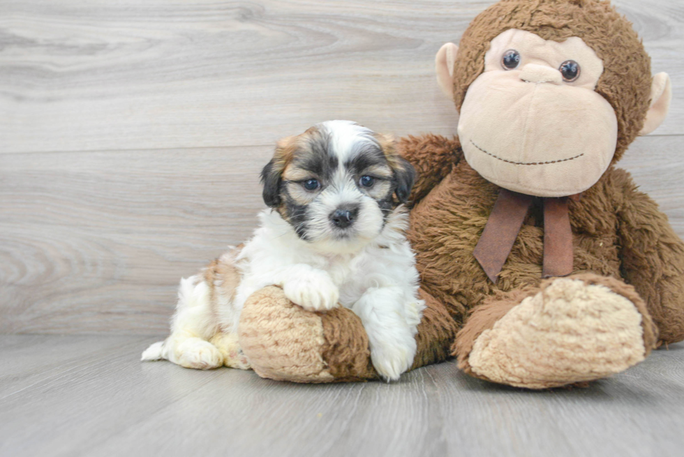 Adorable Shichon Designer Puppy