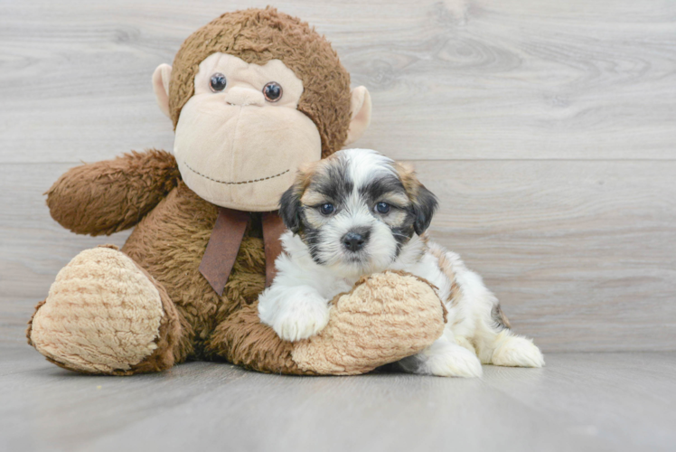 Little Shichon Designer Puppy