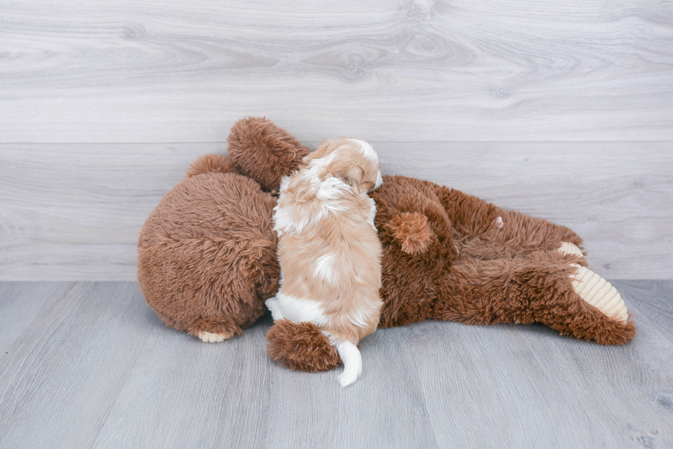 Teddy Bear Pup Being Cute