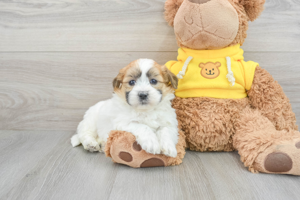 Teddy Bear Pup Being Cute