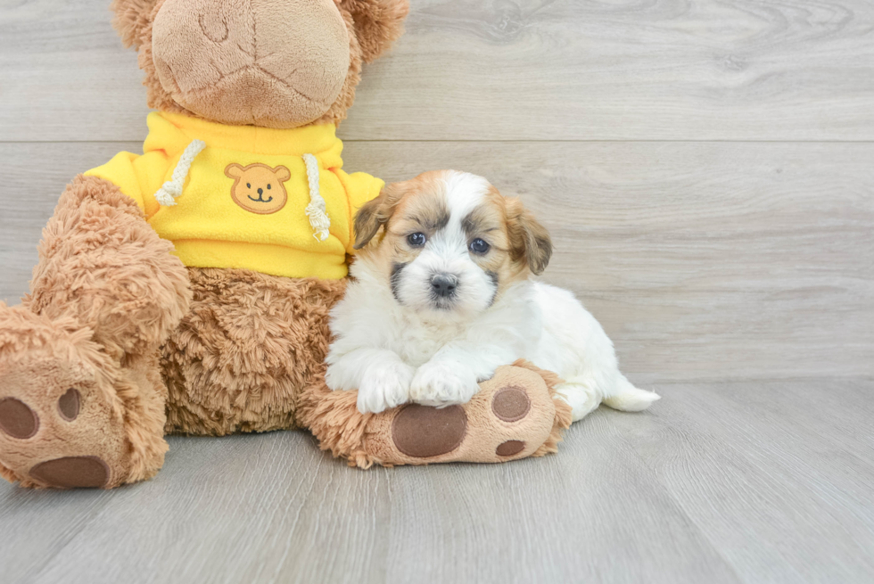 Teddy Bear Puppy for Adoption