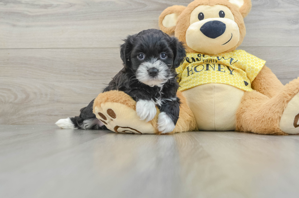 5 week old Teddy Bear Puppy For Sale - Premier Pups