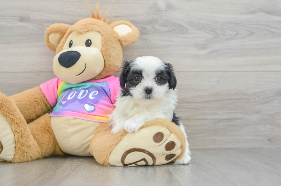 6 week old Teddy Bear Puppy For Sale - Premier Pups