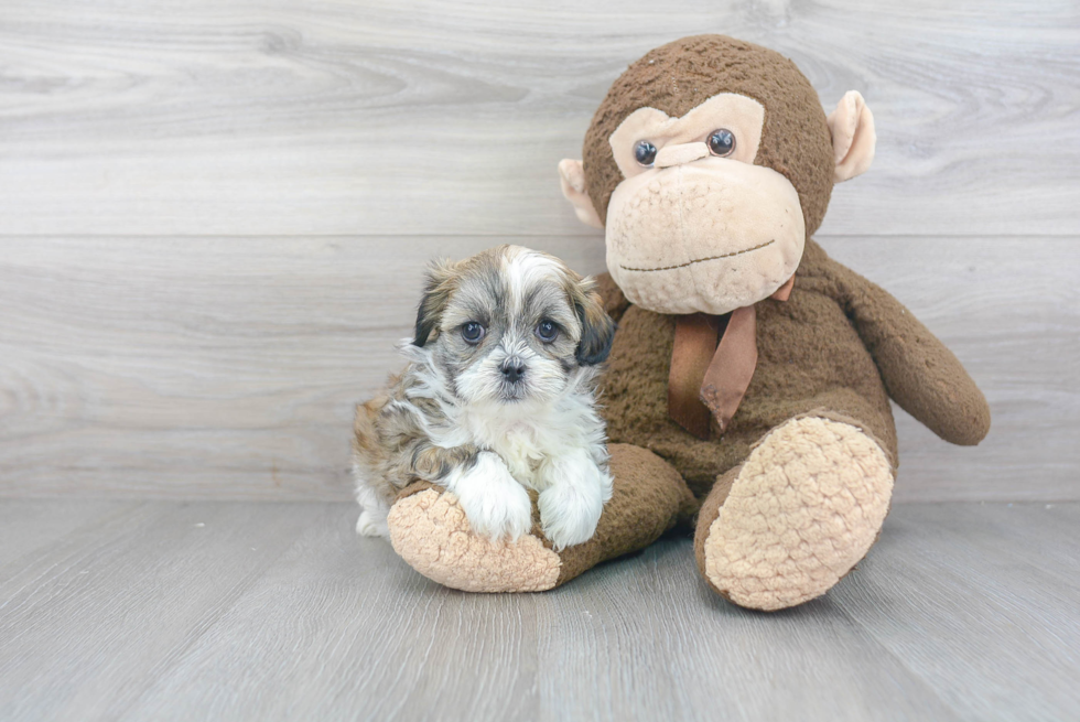 Teddy Bear Pup Being Cute