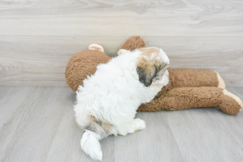 Cute Teddy Bear Designer Pup