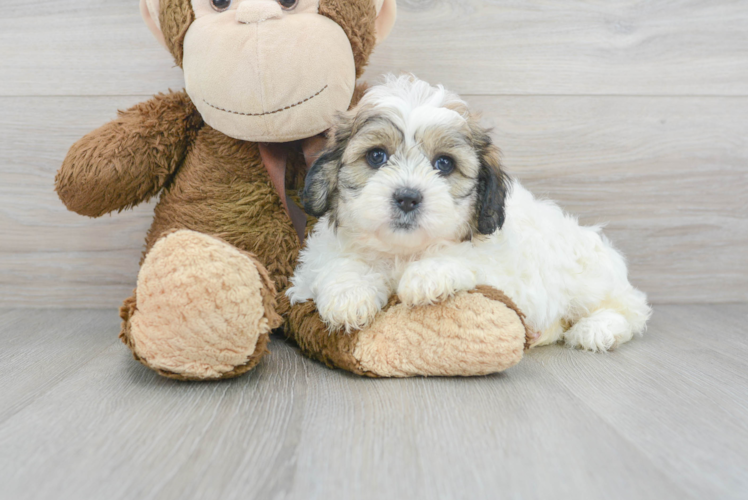 Cute Teddy Bear Baby