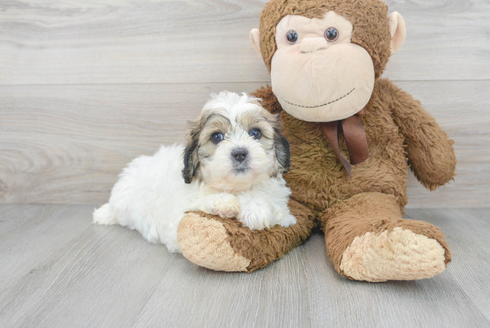 Cute Teddy Bear Baby