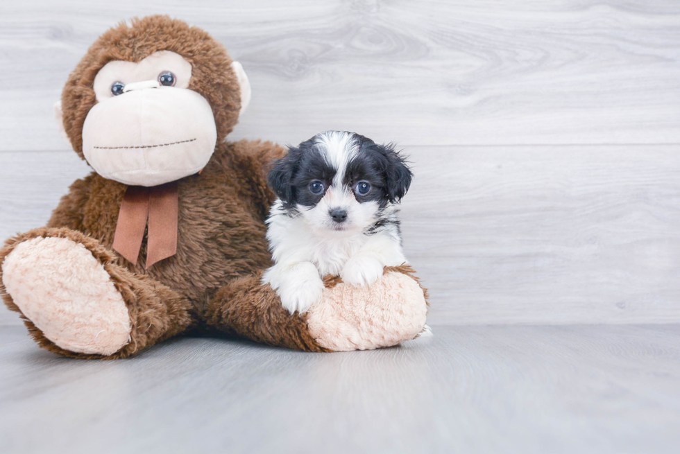 Happy Teddy Bear Baby