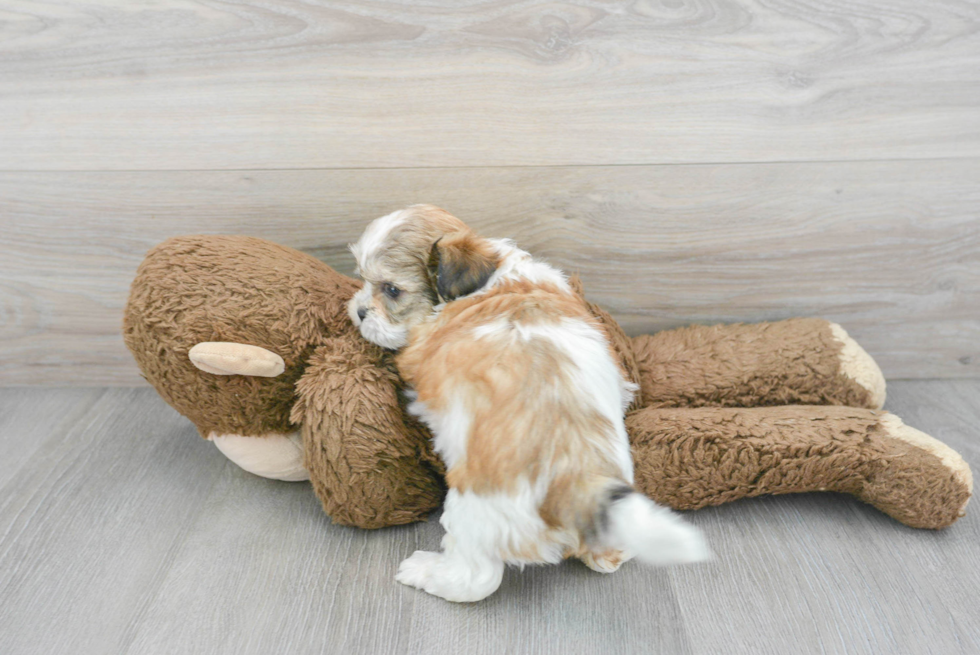 Fluffy Teddy Bear Designer Pup